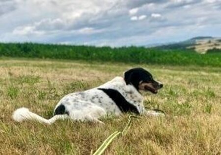 Adopter Lily