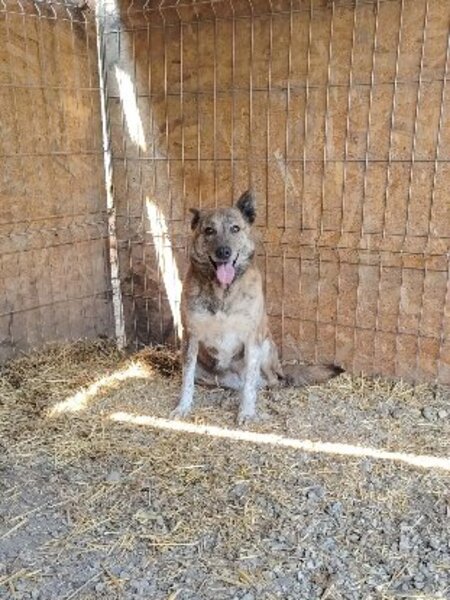 Adopter Lina