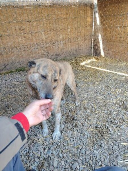 Adopter Lina