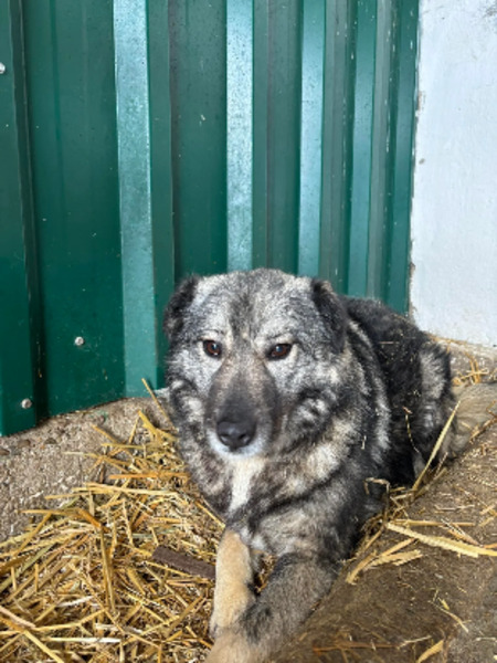Adopter Linaya