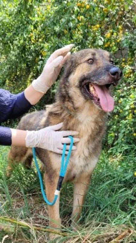 Adopter Lincoln