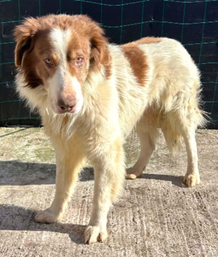 Adopter Lior