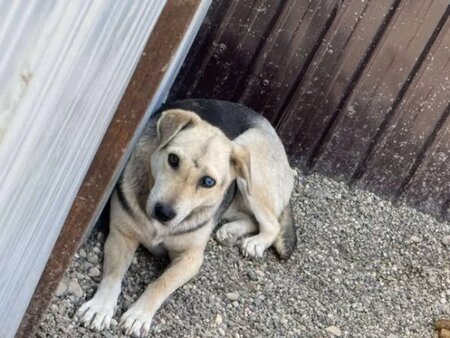 Adopter Liora
