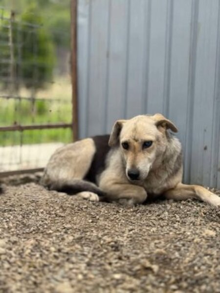 Adopter Liora