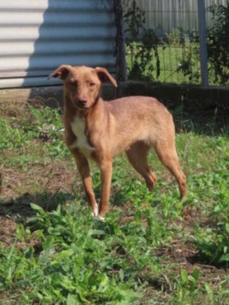 Adopter Lipova