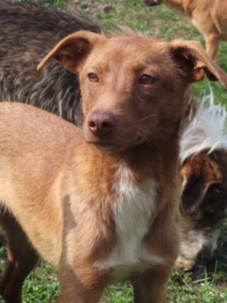 Adopter Lipova