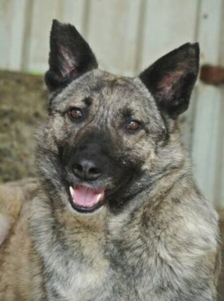 Adopter Lipton