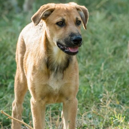Adopter Lisa