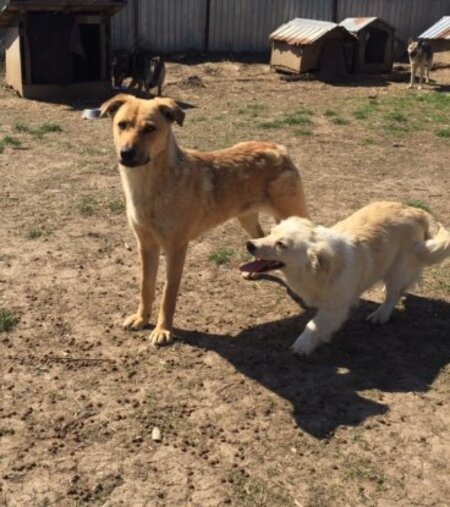 Adopter Lisa