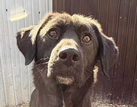 Adopter Lise