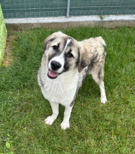 Adopter Lisette