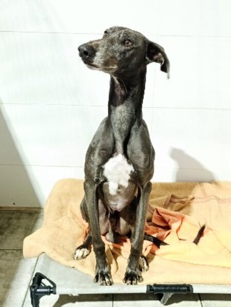 Adopter Logan