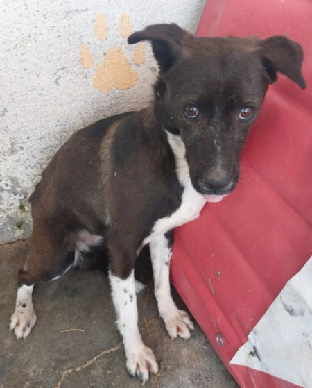 Adopter Loïs