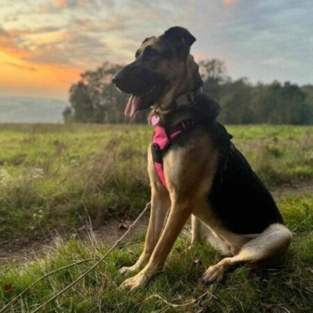 Adopter Lola