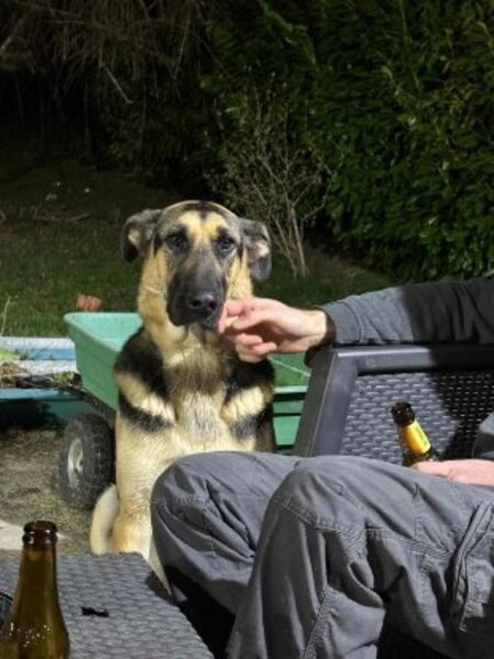 Adopter Lola