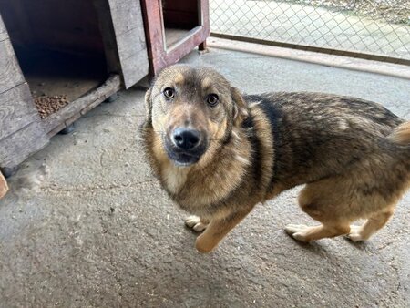 Adopter Lola