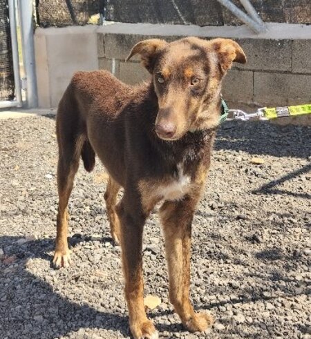 Adopter Lolo