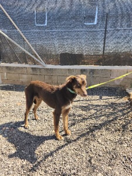 Adopter Lolo