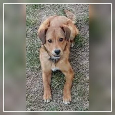 Adopter Lora