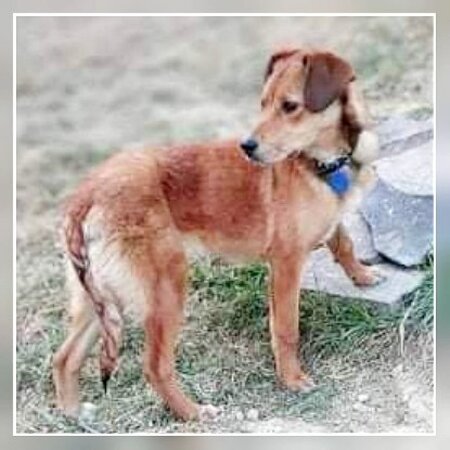 Adopter Lora