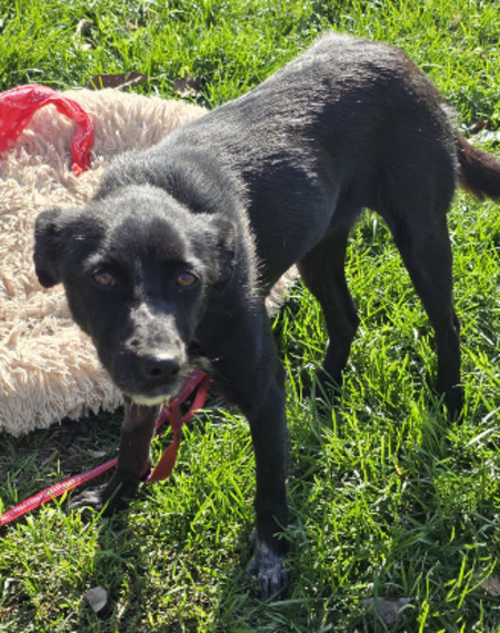 Adopter Loraa