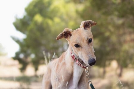 Adopter Lorenzo