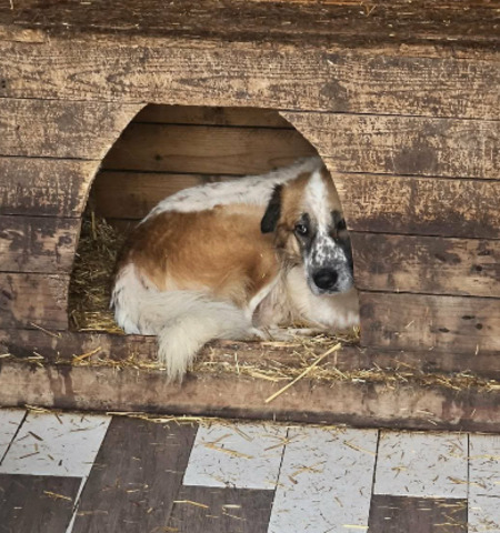 Adopter Louis
