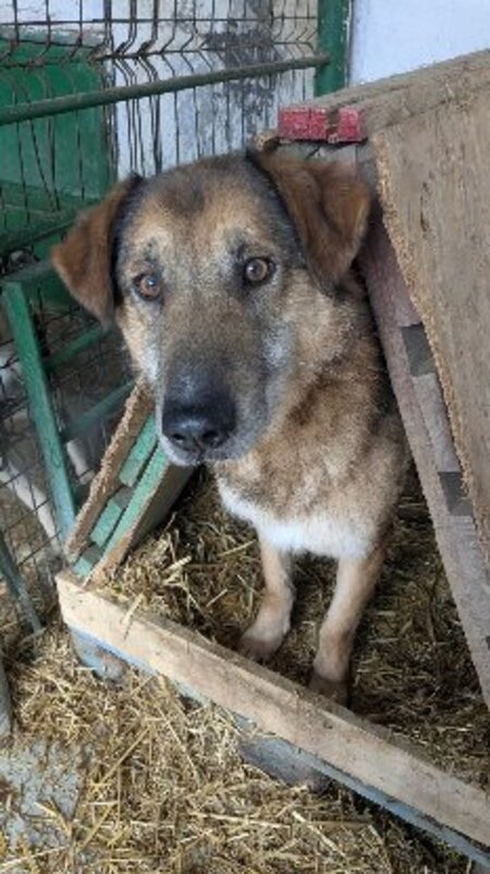 Adopter Louis
