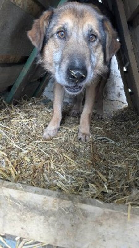 Adopter Louis