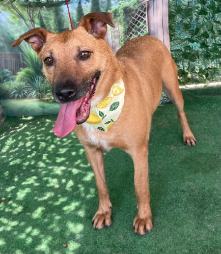 Adopter Loula