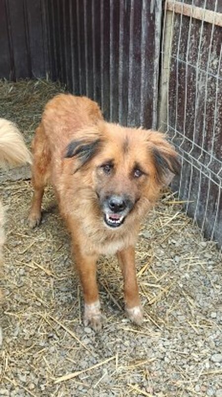 Adopter Loula