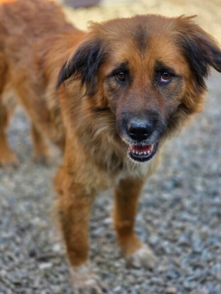 Adopter Loula