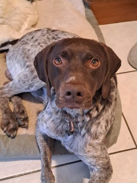 Adopter Loulou