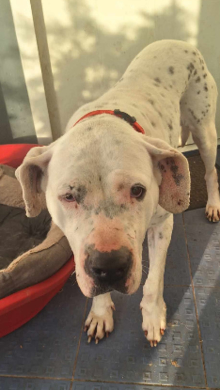 Adopter Louna