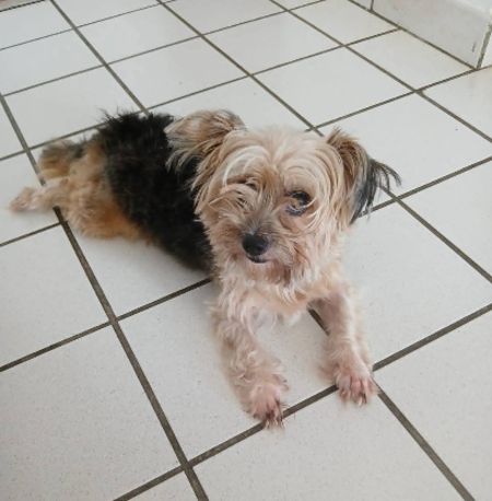 Adopter Louna