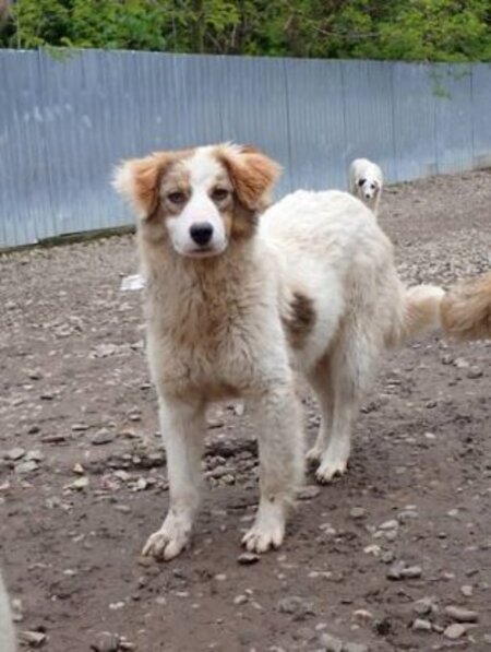 Adopter Loyd