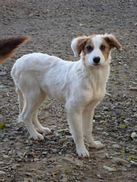 Adopter Loyd