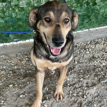 Adopter Luba