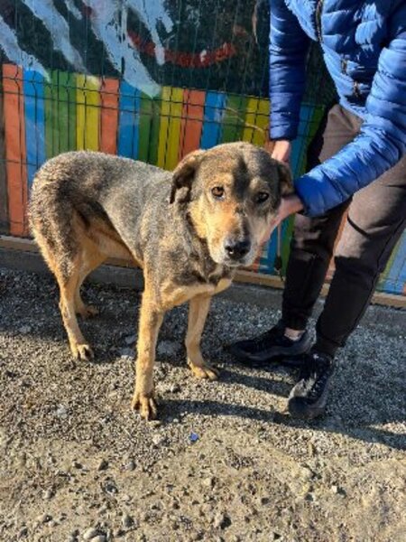 Adopter Luba