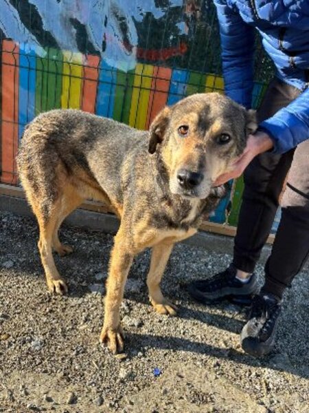 Adopter Luba