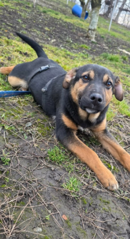Adopter Lucas