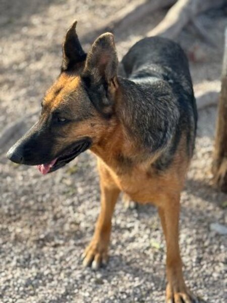 Adopter Luci