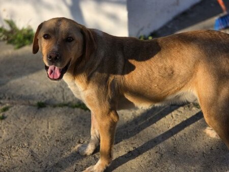 Adopter Lucky