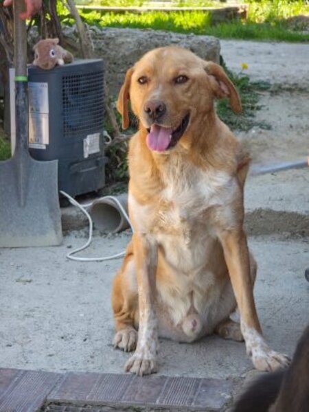 Adopter Lucky