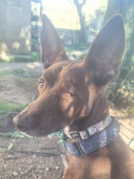 Adopter Luffy