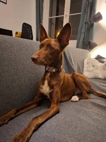 Adopter Luffy