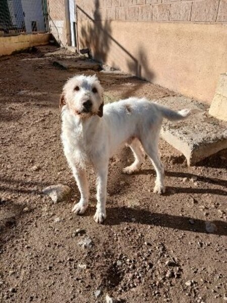 Adopter Luho