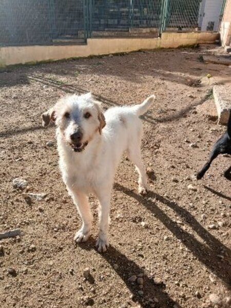 Adopter Luho