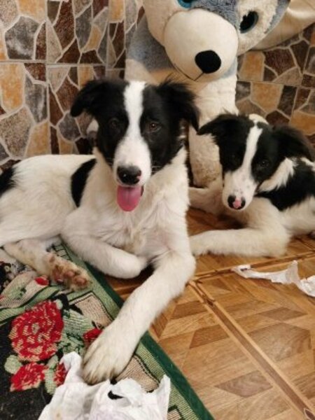 Adopter Lukas