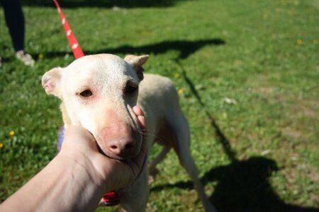 Adopter Lukas